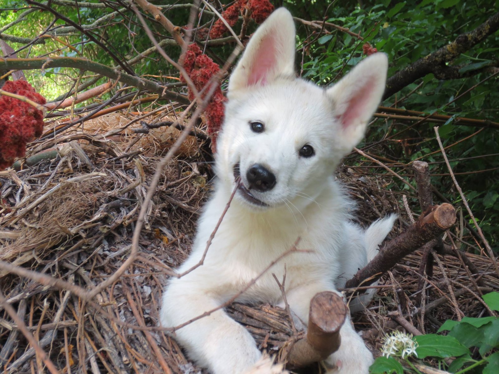 Hunde Patenschaft Snowdragons Huskies