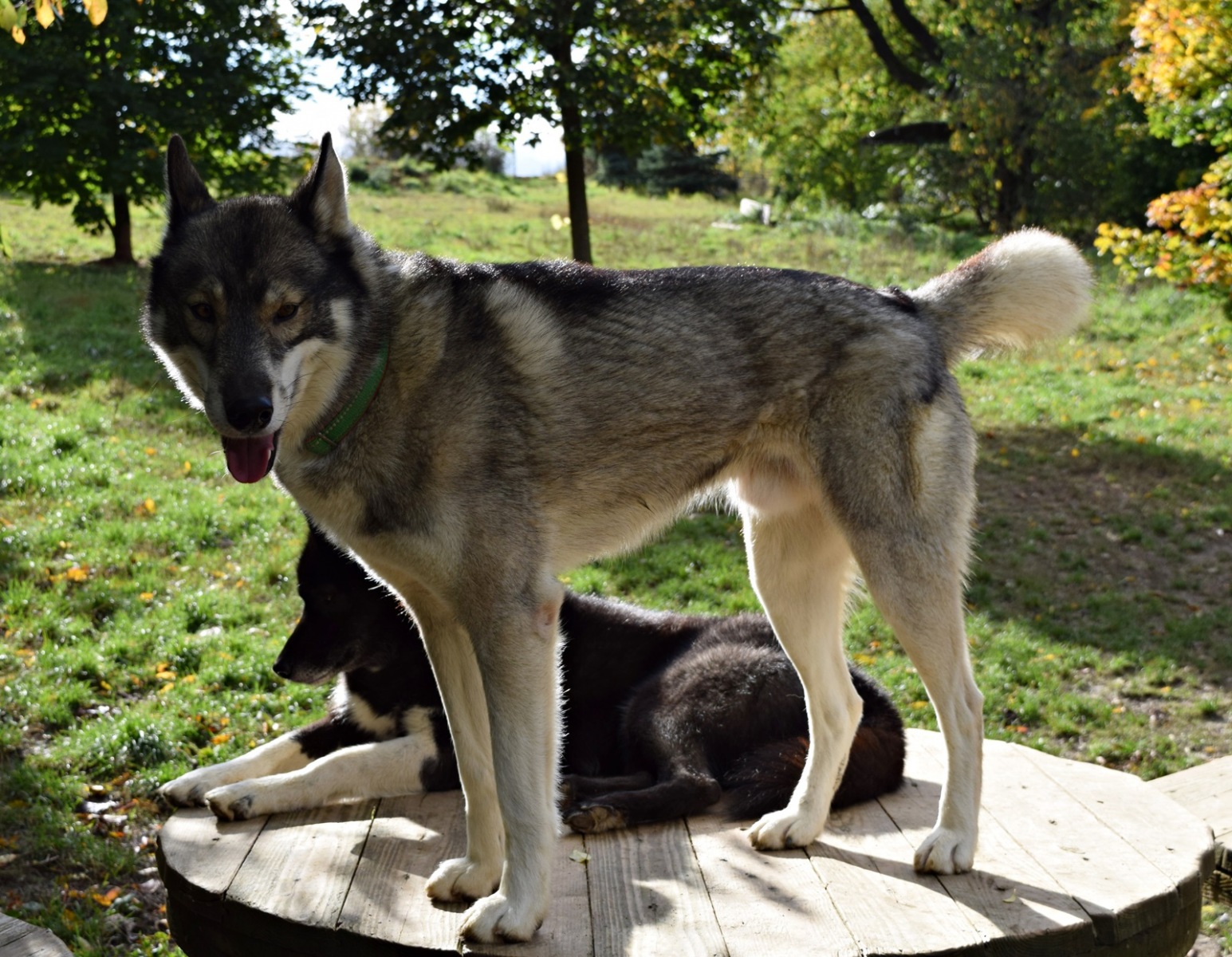 Hunde Patenschaft Snowdragons Huskies